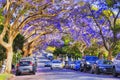 Jacaranda Kir tunnel cars Royalty Free Stock Photo