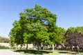 Jacaranda mimosifolia is a beautiful sub-tropical tree native to Royalty Free Stock Photo