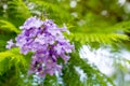 Jacaranda mimosifolia is a beautiful sub-tropical tree native to Royalty Free Stock Photo