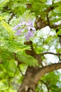 Jacaranda mimosifolia is a beautiful sub-tropical tree native to Royalty Free Stock Photo