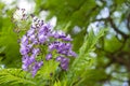 Jacaranda mimosifolia is a beautiful sub-tropical tree native to Royalty Free Stock Photo