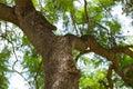 Jacaranda mimosifolia is a beautiful sub-tropical tree native to Royalty Free Stock Photo
