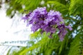 Jacaranda mimosifolia is a beautiful sub-tropical tree native to Royalty Free Stock Photo