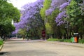 Jacaranda mimosifolia blooming in Mexico.