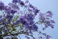 Jacaranda mimosifolia blue flowers blossom.