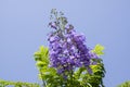 Jacaranda mimosifolia tree in bloom with amazing blue violet flowers Royalty Free Stock Photo