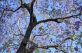 Jacaranda mimosifolia tree,