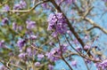 Jacaranda obtusifolia purple flower blooming on a tree.