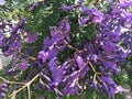 Jacaranda purple blue flowers on the branch of tree, close up Royalty Free Stock Photo