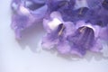 Jacaranda purple flowers macro closeup violet flowers