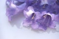 Jacaranda purple flowers macro closeup violet flowers Royalty Free Stock Photo