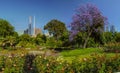 Jacaranda in the Royal Botanic gardens Melbourne