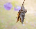 Jacaranda seed pod