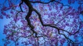 Jacaranda flower in spring Royalty Free Stock Photo