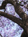 Jacaranda tree