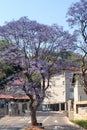 Jacaranda tree above a building