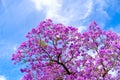 Jacaranda tree in Adelaide Royalty Free Stock Photo