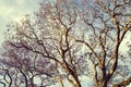 Jacaranda tree in afternoon light in Brisbane Aust