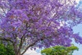 Jacaranda tree in Ayamonte, Andalucia, Spain