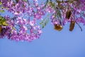 Jacaranda tree in bloom on a blue sky background Royalty Free Stock Photo