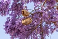 Jacaranda tree in bloom and showing seed pods Royalty Free Stock Photo