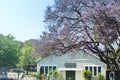 Jacaranda tree above a scout hall