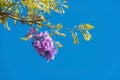 Jacaranda Tree in Bloom, Spring Royalty Free Stock Photo