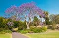 Jacaranda Tree Royalty Free Stock Photo