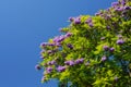 Jacaranda tree blooming season in Adelaide Royalty Free Stock Photo