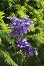 Jacaranda tree blossoms Royalty Free Stock Photo