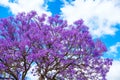 Jacaranda tree blossoms with blue sky Royalty Free Stock Photo