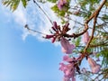 Jacaranda Tree Blossoms Reaching for a Clear Blue Sky Royalty Free Stock Photo