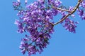 Jacaranda Tree Blossoms Venice Florida Royalty Free Stock Photo