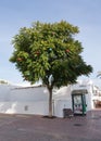 Jacaranda tree with Christmas baubles