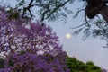 Jacaranda Tree at dusk with full moon Royalty Free Stock Photo