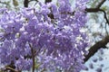 Jacaranda tree in flower Royalty Free Stock Photo