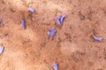 Jacaranda tree flowers on the ground, background. Royalty Free Stock Photo
