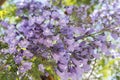 Jacaranda tree flowers Royalty Free Stock Photo