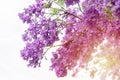 Jacaranda tree in a full bloom with beautiful purple flowers Royalty Free Stock Photo