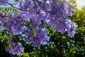 Jacaranda tree in a full bloom with beautiful purple flowers Royalty Free Stock Photo