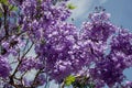 Jacaranda tree in a full bloom with beautiful purple flowers Royalty Free Stock Photo