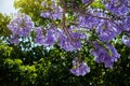 Jacaranda tree in a full bloom with beautiful purple flowers Royalty Free Stock Photo