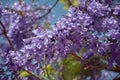 Jacaranda tree in a full bloom with beautiful purple flowers Royalty Free Stock Photo