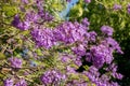 Jacaranda tree in a full bloom with beautiful purple flowers Royalty Free Stock Photo