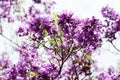 Jacaranda tree in a full bloom with beautiful purple flowers Royalty Free Stock Photo