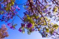 Jacaranda tree blooming with purple flowers Royalty Free Stock Photo