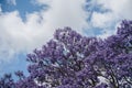 jacaranda tree at full bloom at Grafton kogarah, australia