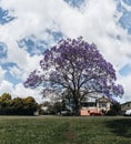 jacaranda tree at full bloom at Grafton kogarah, australia