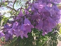Jacaranda tree in full purple bloom Close up