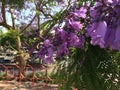 Jacaranda tree in full purple bloom at park